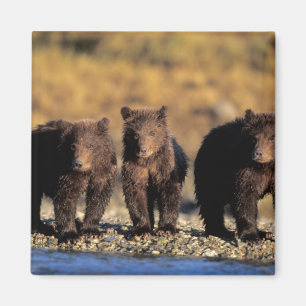 Grizzlybjörn, brunbjörn, ungar, Katmai National Magnet
