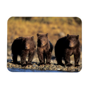 Grizzlybjörn, brunbjörn, ungar, Katmai National Magnet