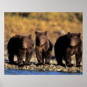 Grizzlybjörn, brunbjörn, ungar, Katmai National Poster