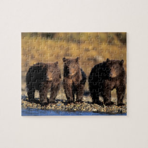 Grizzlybjörn, brunbjörn, ungar, Katmai National Pussel