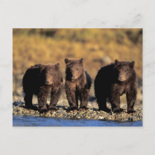 Grizzlybjörn, brunbjörn, ungar, Katmai National Vykort