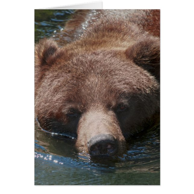 Grizzlybjörn Hälsningskort (Framsidan)