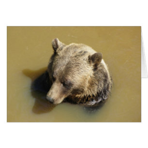Grizzlybjörn i vattnet OBS kort
