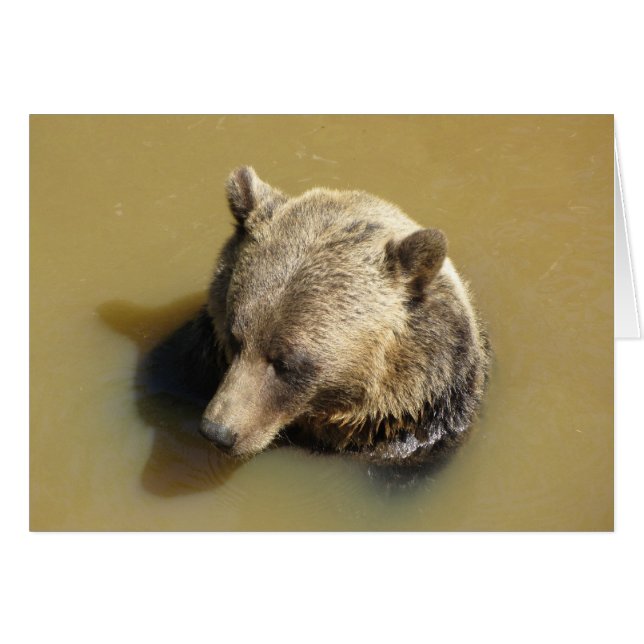 Grizzlybjörn i vattnet OBS kort (Framsidan Horizontal)