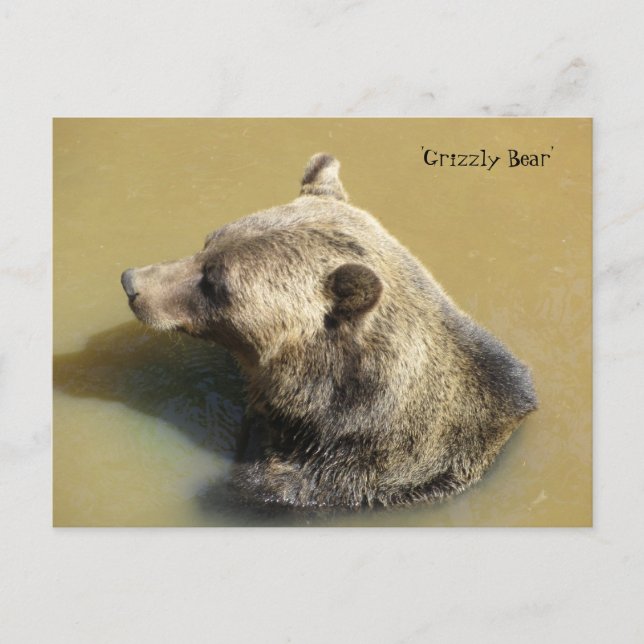 Grizzlybjörn i vattnet vykort (Framsida)
