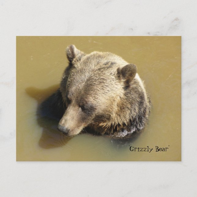 Grizzlybjörn i vattnet vykort (Framsida)