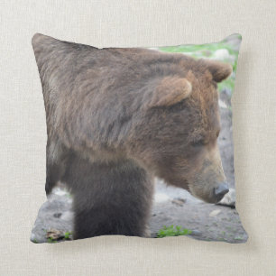Grizzlybjörn Kudde