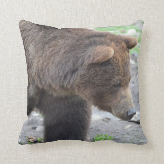 Grizzlybjörn Kudde