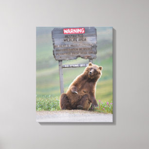 Grizzlybjörn leker med skylt