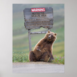 Grizzlybjörn leker med skylt