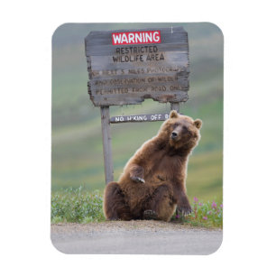 Grizzlybjörn leker med skylt magnet