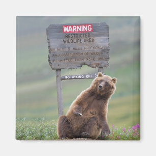 Grizzlybjörn leker med skylt magnet