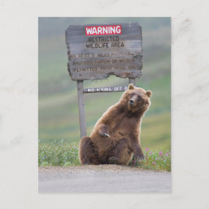 Grizzlybjörn leker med skylt vykort