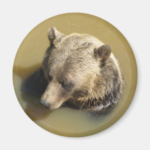 Grizzlybjörn Magnet