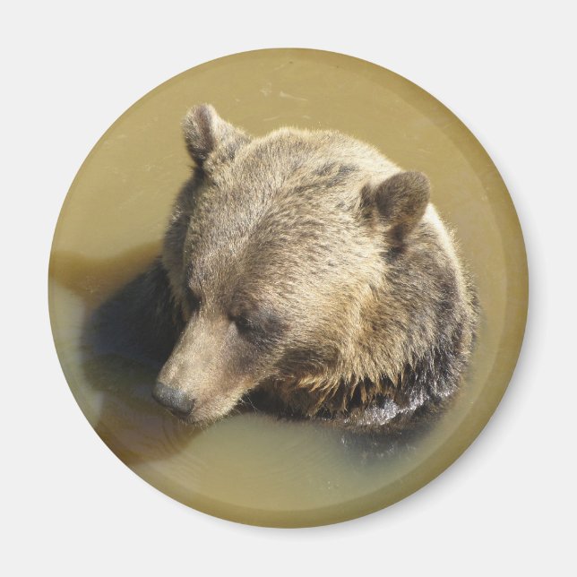 Grizzlybjörn Magnet (Framsidan)
