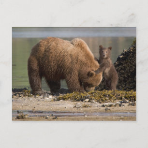 Grizzlybjörn mamma med unge på en strand vykort