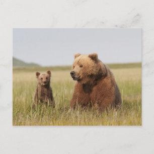 Grizzlybjörn med unge vykort