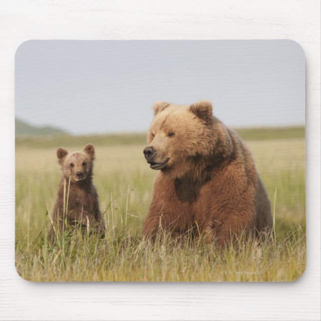 Grizzlybjörn med ungen musmatta (Framsidan)