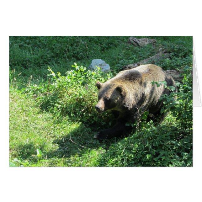 Grizzlybjörn OBS Kort (Framsidan Horizontal)