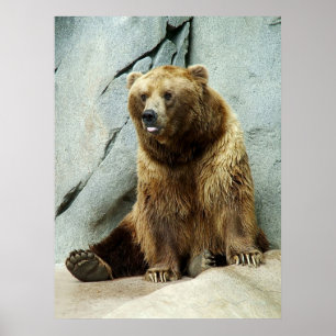 Grizzlybjörn Poster