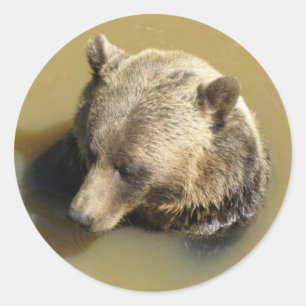 Grizzlybjörn Runt Klistermärke
