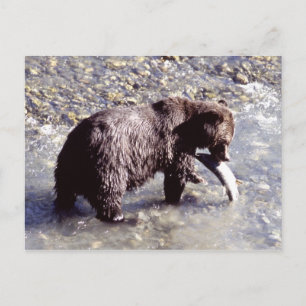 Grizzlybjörn som fångar en fisk på den Vancouver Vykort