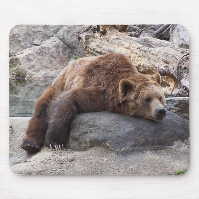 Grizzlybjörn som vilar på sten musmatta (Framsidan)