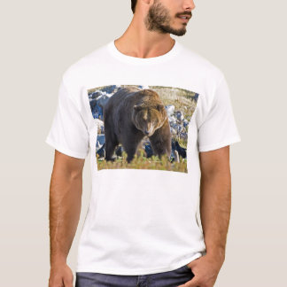 Grizzlybjörn T-shirt