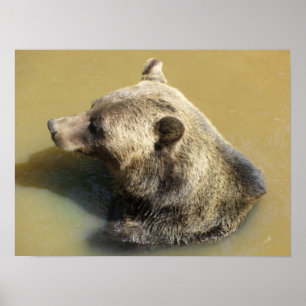 Grizzlybjörn tar en simtur poster