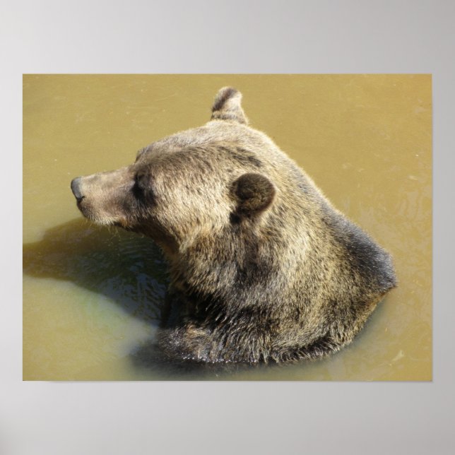 Grizzlybjörn tar en simtur poster (Framsidan)