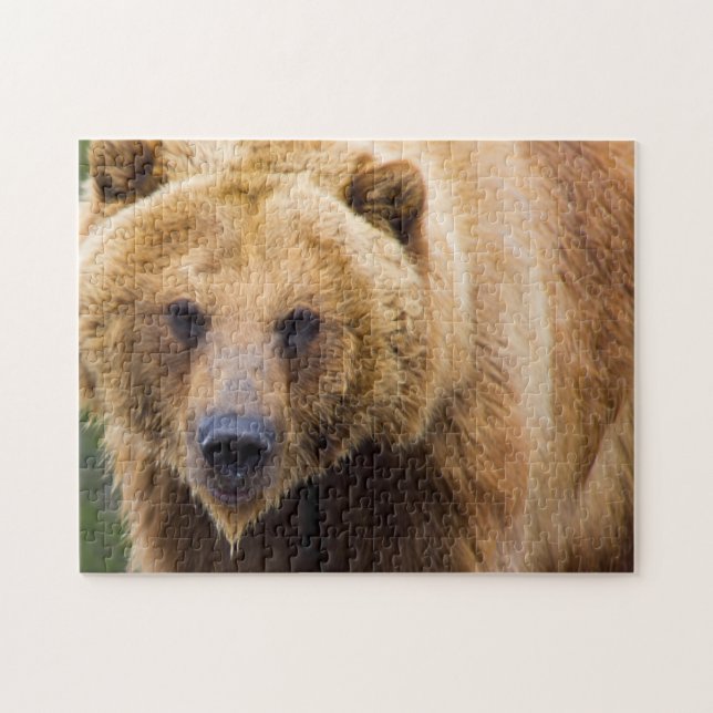 Grizzlybjörn tätt nog pussel (Horisontell)