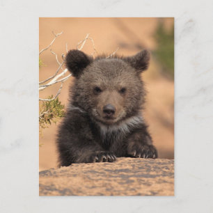 Grizzlybjörn unge vykort