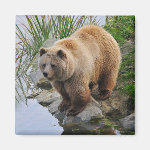Grizzlybjörn Vilda djur Fotografi Magnet