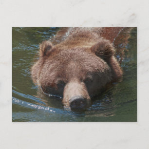 Grizzlybjörn Vykort