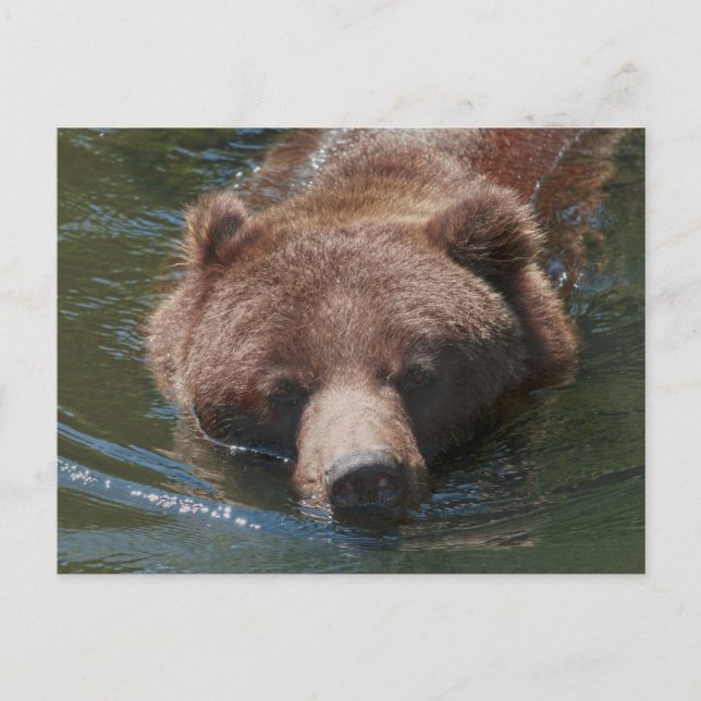 Grizzlybjörn Vykort (Framsida)