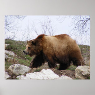 Grizzlybjörnaffisch Poster