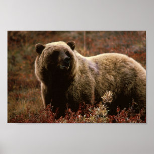 Grizzlybjörnaffisch Poster