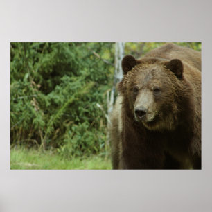 Grizzlybjörnaffischen Poster