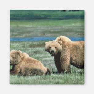 Grizzlybjörnar Magnet