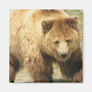 Grizzlybjörnen kvadrerar magneten magnet