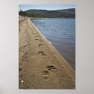 Grizzlybjörnen spårar, Sithylemenkat sjön Poster