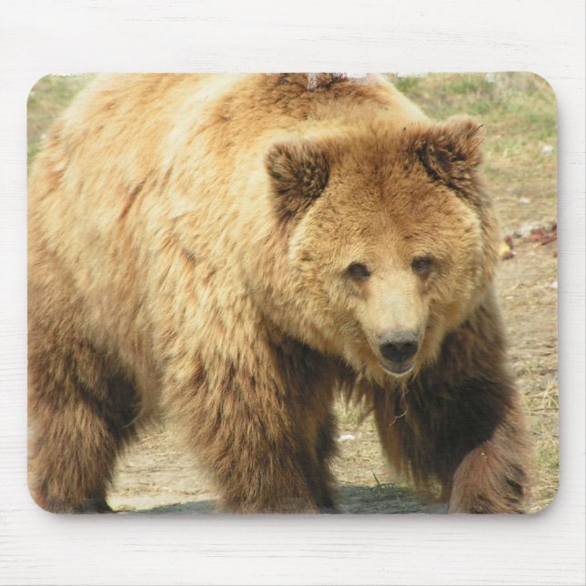 Grizzlybjörnmusen vadderar musmatta (Framsidan)