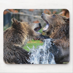 Grizzlybjörnslagsmål Musmatta