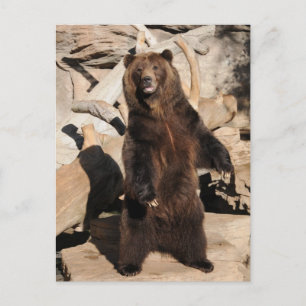 Grizzlybjörnsugga Vykort