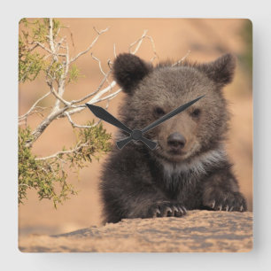 Grizzlybjörnunge Fyrkantig Klocka