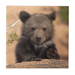 Grizzlybjörnunge Kakelplatta