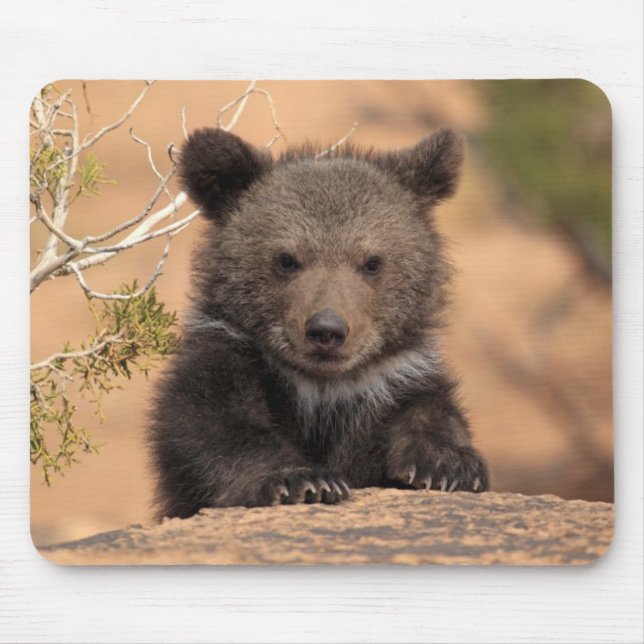 Grizzlybjörnunge Musmatta (Framsidan)