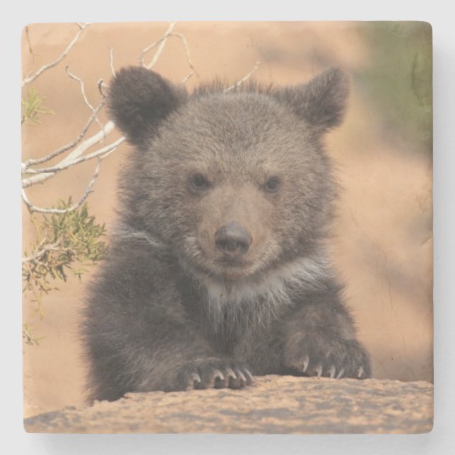 Grizzlybjörnunge Stenunderlägg (Framsidan)