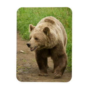Grizzlymagnet Magnet
