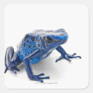 Groda för blåttgiftpil (Dendrobates Tinctorius) Fyrkantigt Klistermärke